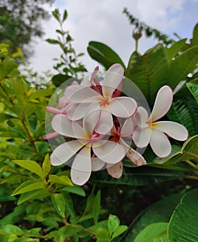 Plumeria, Plumeria is aÂ genusÂ ofÂ flowering plantsÂ in the familyÂ Apocynaceae.